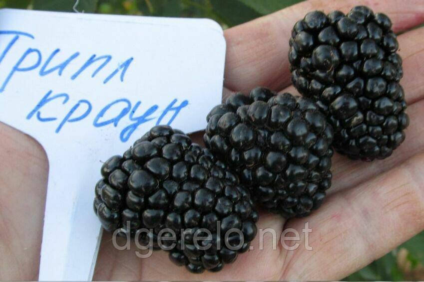 Саджанці ожини Потрійна корона, фото 1