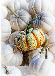 Фото листівка "Білі гарбуза"