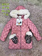 Куртки зимові для дівчаток оптом, S&D, 8-16 рр.