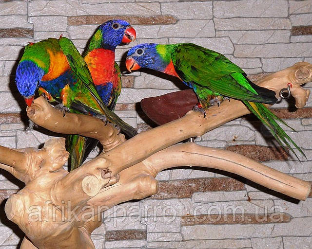 Желіде нәзік секс көру Анасы ұлын жыныстық қатынасқа мәжбүрлеген