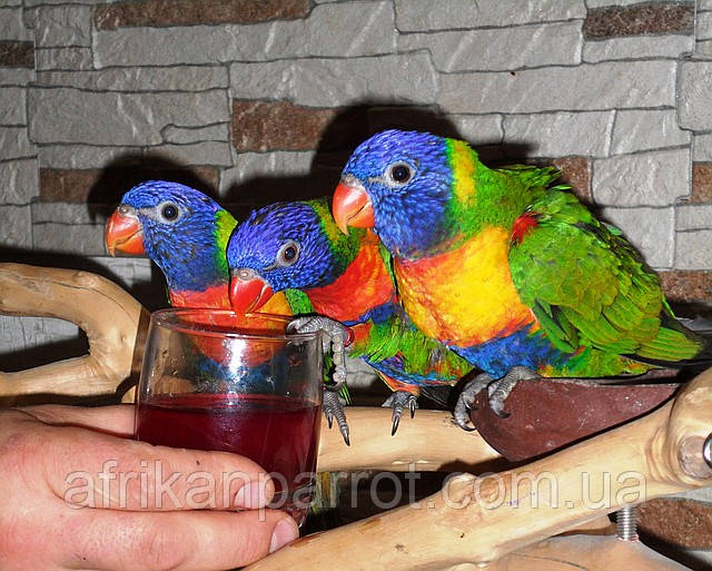 Ән айту және клип Аталар мен жас қыздар арасындағы жыныстық қатынас