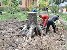 Корчування пнів, видалення пнів — Київська зона