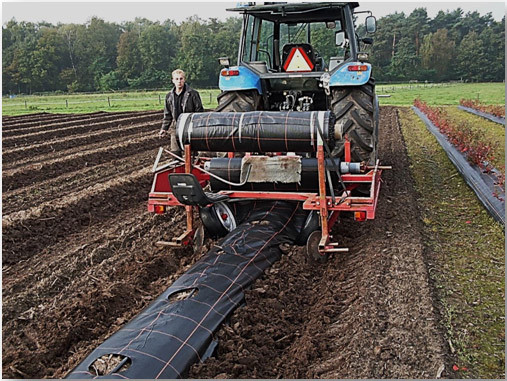 посадка лохини високорослої, посадити лохину