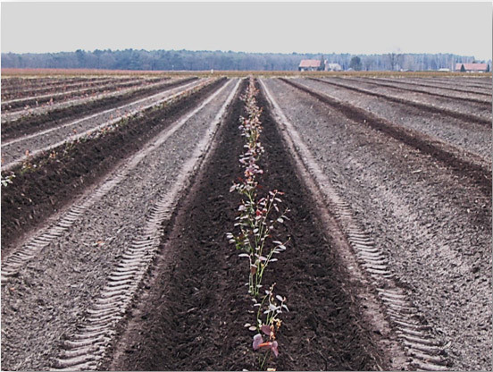 посадити лохину, лохина високоросла посадка