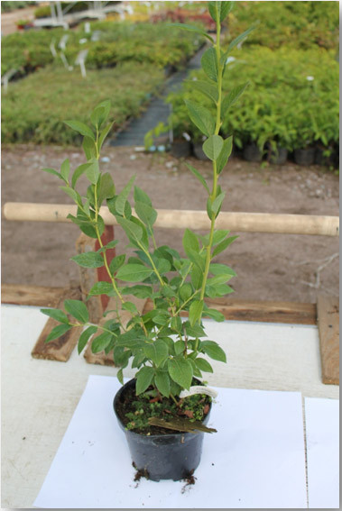 Лохина, саджанці малини, чорниці купити, посадка лохини