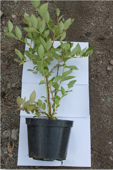 посадка лохини високорослої