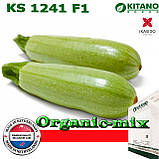 Кабачок кущовий дуже ранній KS 1241 F1, 1000 насіння, ТМ Kitano Seeds, фото 3