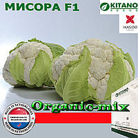 Капуста цвітна МІСОРА F1, ТМ KITANO SEEDS, Нідерланди