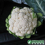 Капуста цвітна МІСОРА F1, ТМ KITANO SEEDS, Нідерланди, фото 2