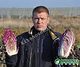 Капуста пекінська червоношкарпеткова (фіолетова) KS 888 F1, 500 насіння, ТМ KITANO SEEDS, фото 7