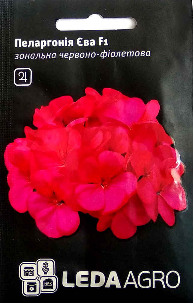 Насіння Пеларгонія Єва F1 червоно-фіолетова 5шт LEDAAGRO