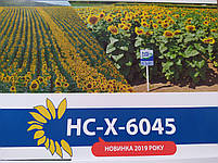 Гібрид соняшнику НСХ 6045 під ЕвроЛайтинг стійкий до семи рас вовчка A-G+.Врожайність 42ц/га. Екстра, фото 6