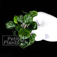 Анубіас бартера на на Круглий лист (Anubias barteri var. nana "Round Leaf")