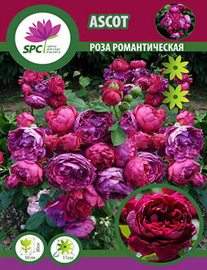 Роза романтична Ascot, фото 1