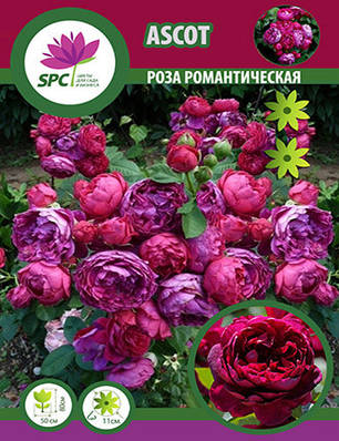 Роза романтична Ascot, фото 2