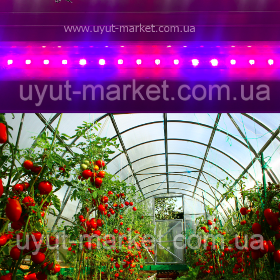 Фітолампа 16Вт 1200мм Т8   для вирощування розсади огірків, помідор (4 червоних: 2 синіх)