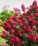 Гортензія волотиста Wim's Red, саджанці контейнер 0.5 л, фото 2
