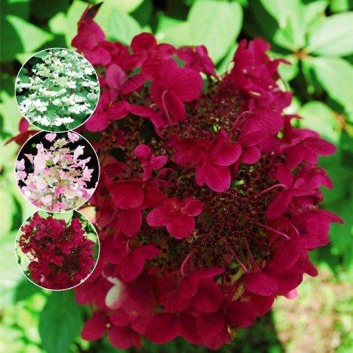 Гортензія волотиста Wim's Red, саджанці контейнер 0.5 л, фото 1