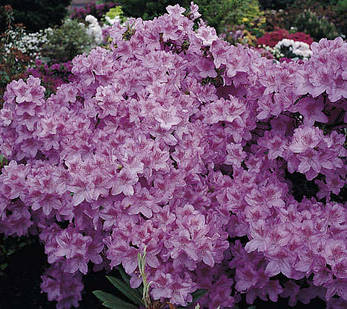 Азалія японська Ledicanense 2 річна, Азалія японська Ледіканенс, Rhododendron / Azalea japonica Ledicanense, фото 1
