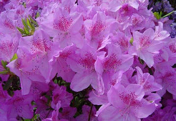 Азалія японська Ledicanense 2 річна, Азалія японська Ледіканенс, Rhododendron / Azalea japonica Ledicanense, фото 3