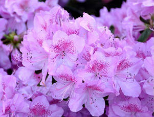 Азалія японська Ledicanense 2 річна, Азалія японська Ледіканенс, Rhododendron / Azalea japonica Ledicanense, фото 5