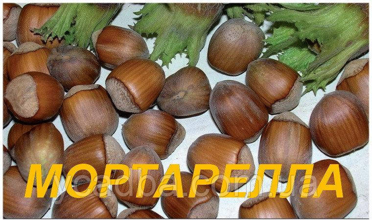 Фундук Мортарелла ВКС