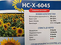 Насіння соняшника стійке до посухи та вовчка A-G+. Врожайний гібрид 42 ц/га під Євролайтінг НСХ 6045. Екстра, фото 5