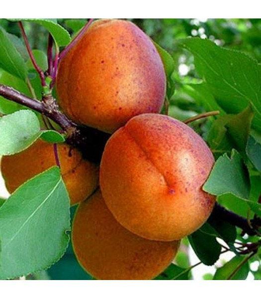 Саджанці колоновидного абрикоса Зоряний, фото 1