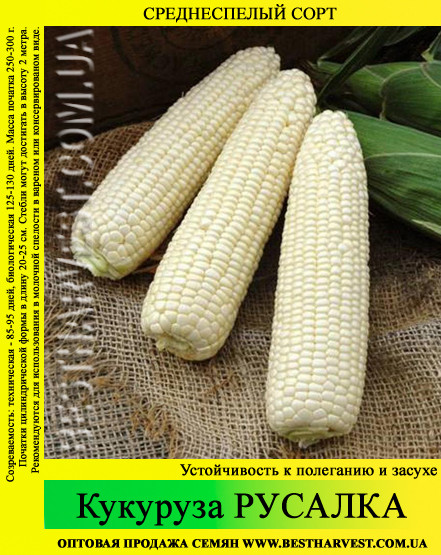 Насіння кукурудзи «Русалка» 1 кг