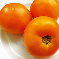 Насіння томату детермінантного, жовтий біф Голден стар F1 (200семян) Libra Seeds