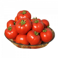 Насіння томату детермінантного для переробки Кентавр F1 (1000семян) Libra Seeds