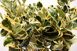 Апельсин Варієгатний (Пестролистий) Citrus sinensis "Folis variegatis" 20-25 см. Кімнатний