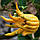 Цитрон рука Будди (лат. Citrus medica sarcodactylis) 25-30 см. Кімнатний, фото 7