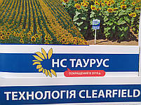 Насіння соняшник під Євролайтінг НСХ ТАУРУС, 109-113 днів, Високоурожайний гібрид 5,3 т/га. Стандарт, фото 7