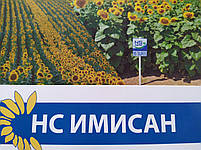 Соняшник НС ІМІСАН під Євролайтинг. Високоурожайний гібрид НС Імісан стійкий до вовчка А-Е. Стандарт, фото 10