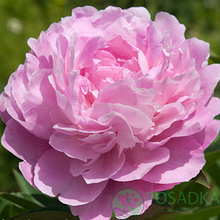 Півонія трав'янистий Долороделл