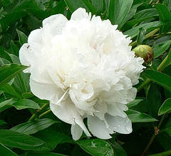 Півонія трав'яниста Галіна Уланова