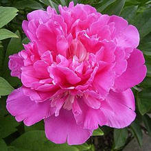 Півонія трав'янистий Амабіліс