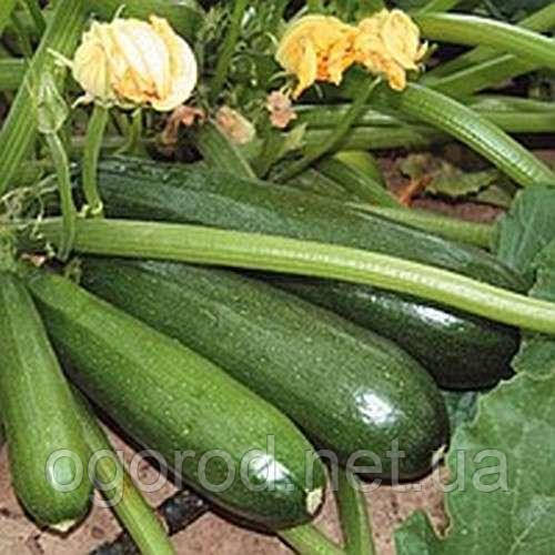 Кора F1 5 шт. насіння кабачка цукіні зеленого Clause Франція