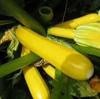 Мері Голд F1 5 шт. насіння кабачка цукіні жовтого Clause Франція