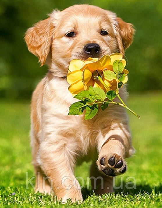 Алмазна вишивка на підрамнику Мій улюблений цуценя 30 х 40 см (арт. TN752), фото 1