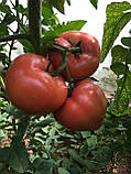 Насіння томату Панамера F1, 1000 насіння, фото 3