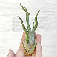 Тилландсия атмосферная Голова Медузы (Tillandsia Caput medusae), размер M