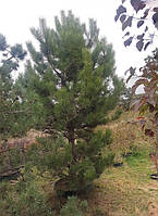 Сосна чёрная Pinus Nigra С300L Н350 ширина 250