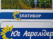 Соняшник Златибор для Сходу Юга України стійкий до семи рас зарази A-G. Урожайний гібрид Златибор, фото 5