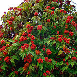 Аннато (50 мл), фото 2