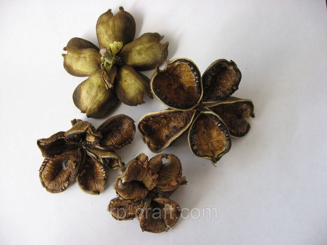 Насіннєва коробочка деревовидної півонії, 5 штук, від 5 до 8 см, фото 1