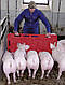 Панель пластикова для перегону свиней 126х76 см, KERBL Німеччина, фото 4