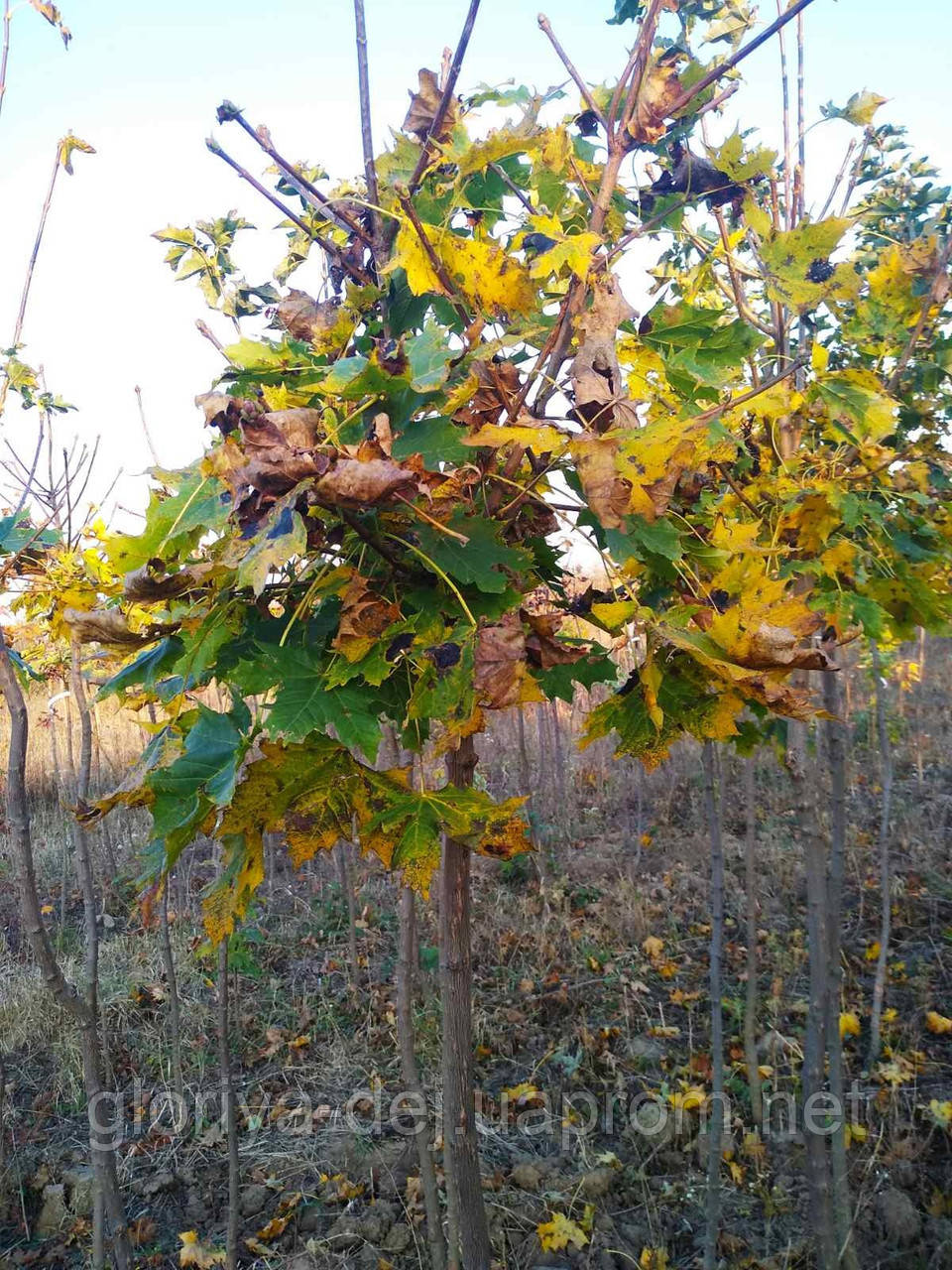 Клен кулястийй 'Globosum' 3-х річка - фото 2 - id-p132619