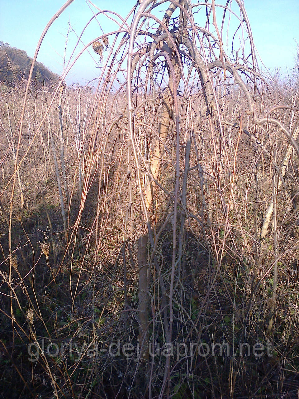 Шовковиця плакуча (Morus alba Pendula) — 1,3 м